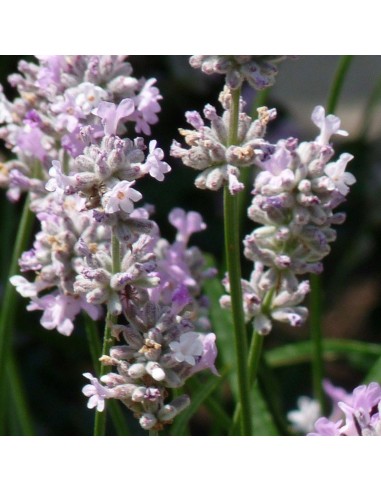 Lavande arbustive Rosea