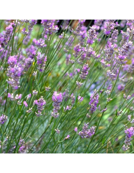 Lavande vraie "Grappenhall" Lavande vraie "Grappenhall"