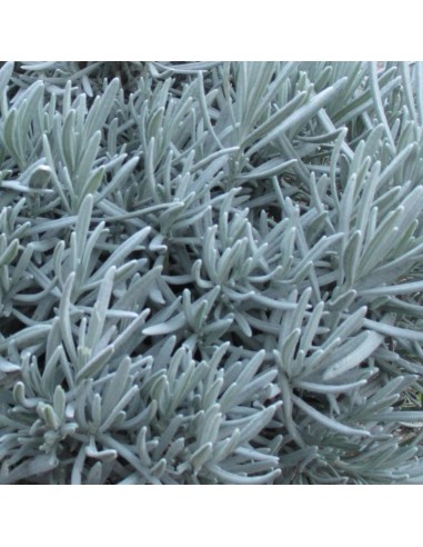 Lavande vraie Grappenhall