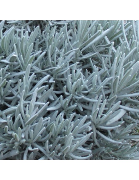 Lavande vraie Grappenhall Lavande vraie Grappenhall