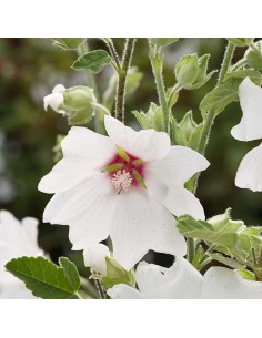 Lavatère Blushing bride
