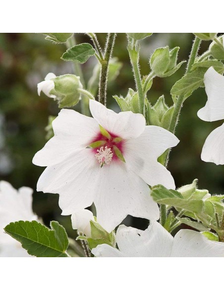 Lavatère Blushing bride