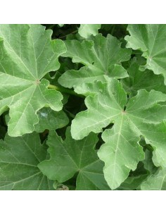 Lavatère Blushing bride 2