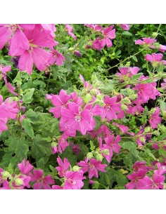 Lavatère Bredon springs 2