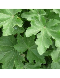 Lavatère "Burgundy wine" 2