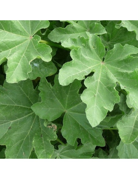 Lavatère "Burgundy wine"