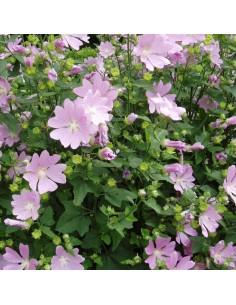 Lavatère Candy floss