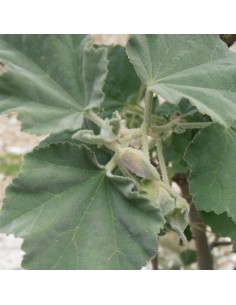 Lavatère maritime 2