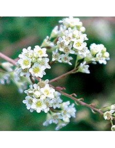 Stephanandra incisa crispa