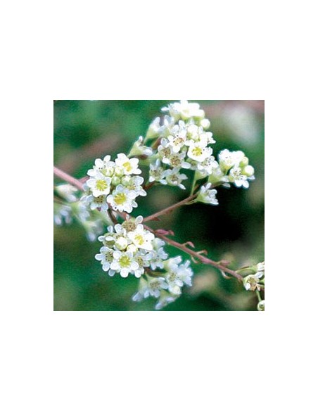 Stephanandra incisa crispa