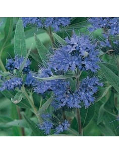 Spirée bleue "Heavenly blue" 2