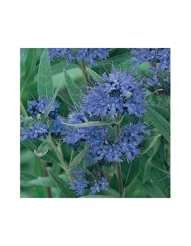 Spirée bleue "Heavenly blue"