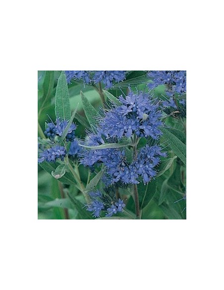 Spirée bleue "Heavenly blue"