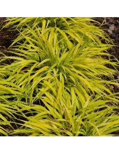 Herbe du Japon All gold 2