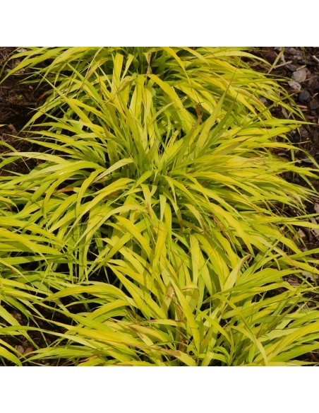 Herbe du Japon "All gold"