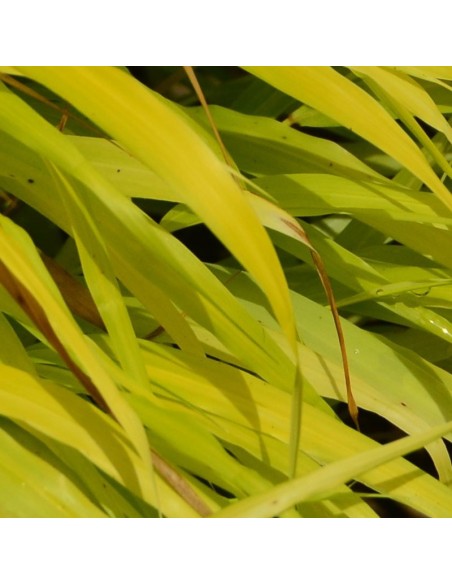 Herbe du Japon All gold