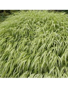 Herbe du Japon Aureola 2