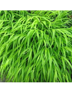 Herbe du Japon 2
