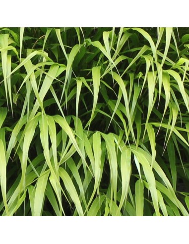 Herbe du Japon Nicolas