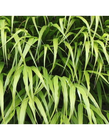 Herbe du Japon Nicolas