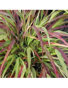 Herbe du Japon Beni Kaze 2