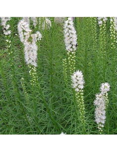 Liatride Floristan White