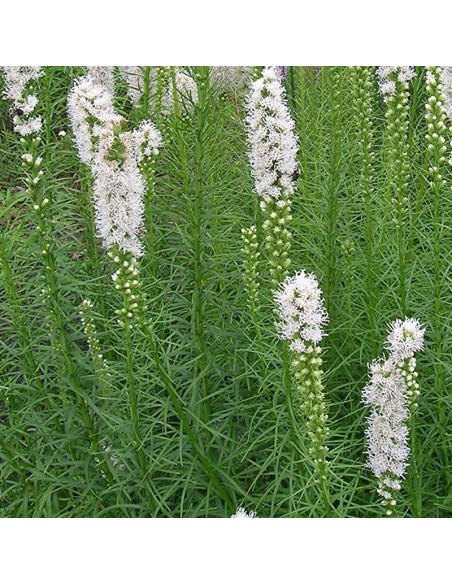 Liatride Floristan White