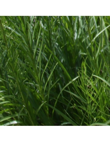 Liatride Floristan White