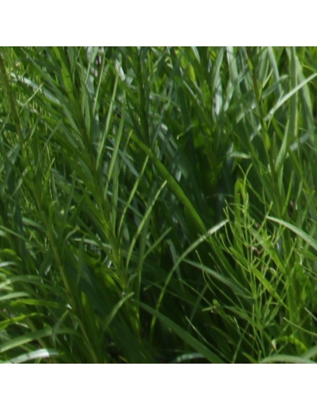 Liatride Floristan White