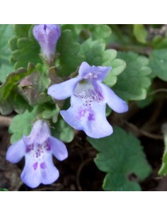 Lierre terrestre - Glechoma Hederacea 2