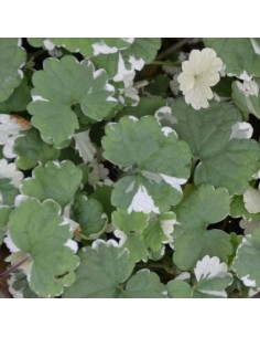 Lierre terrestre panaché