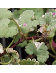 Lierre terrestre panaché 2