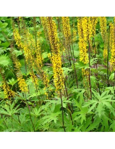 Ligulaire de Chine 2