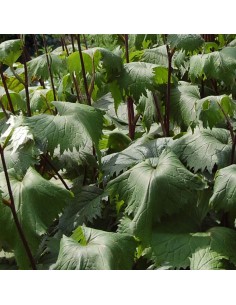 Ligulaire de Shavalski The rocket 2