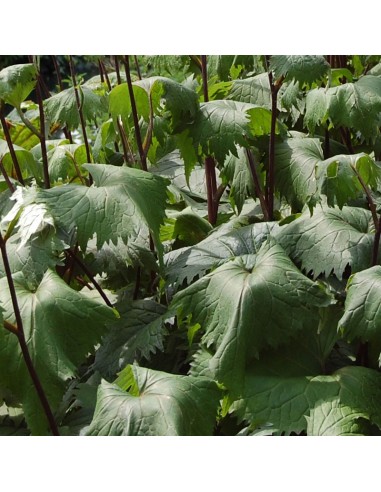 Ligulaire de Shavalski The rocket