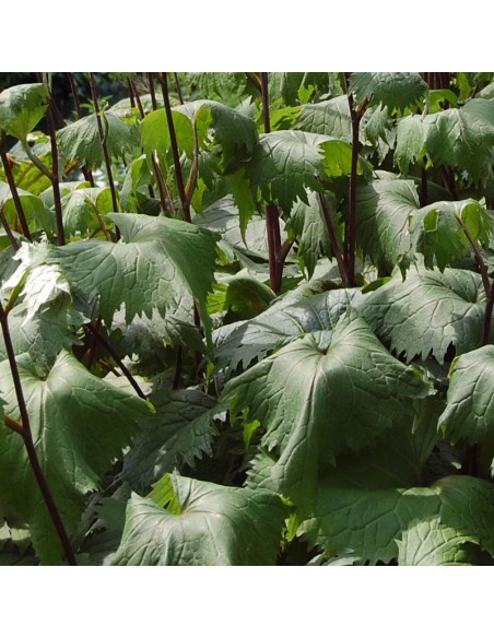 Ligulaire de Shavalski The rocket