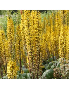 Ligulaire de Shavalski The rocket