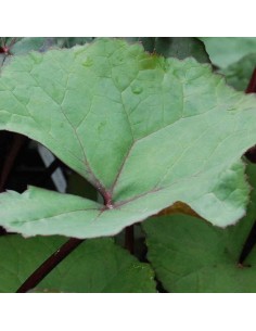 Ligulaire dentata Desdemona 2