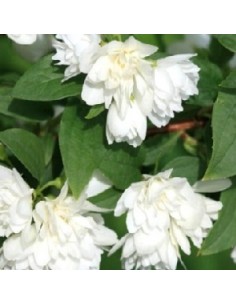 Seringat "manteau d'hermine"