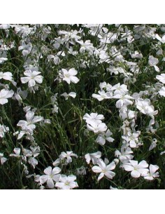 Lin vivace Diamant 2