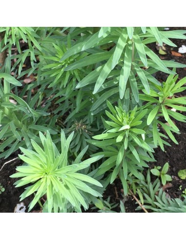 Linaire pourpre Canon J. Went