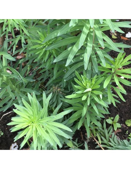 Linaire pourpre Canon J. Went