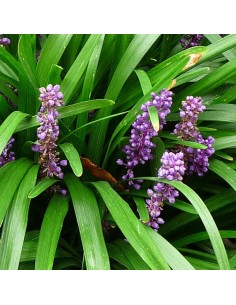Liriope muscari 2