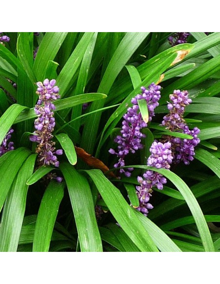 Liriope muscari