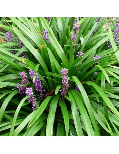 Liriope muscari