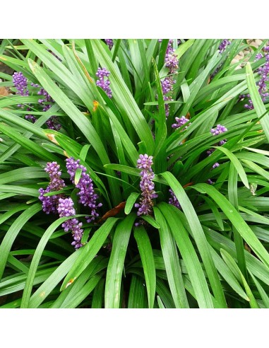 Liriope muscari