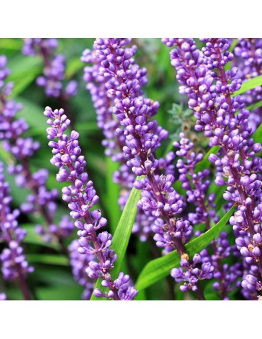 Liriope muscari Big blue