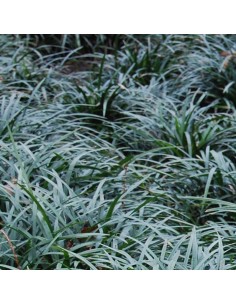 Liriope muscari Big blue 2