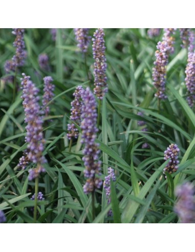 Liriope muscari "Ingwersen"