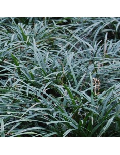 Liriope muscari "Ingwersen" 2